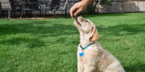 Welpen Sitz beibringen: So klappt es mit Geduld und Spaß