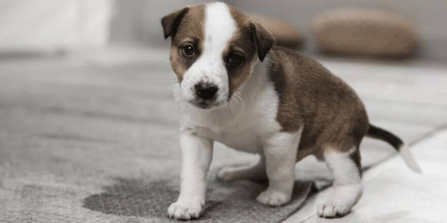 Welpen stubenrein bekommen: Tipps und Tricks, wie dein Hund stubenrein wird