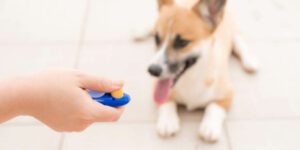 Welpenerziehung für Anfänger (Buch) - Dein Weg zu einem entspannten Alltag mit Hund