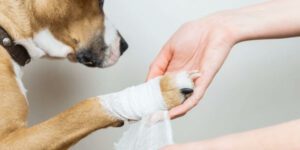 Wespenstich beim Hund - So hilfst du deinem Vierbeiner schnell und sicher