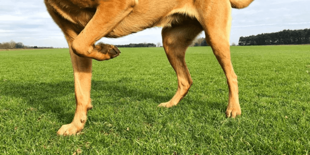 Wespenstich beim Hund - Erste Hilfe