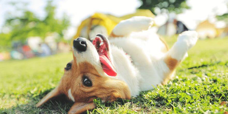 Hund folgt auf Schritt und Tritt: Dein Verhalten spielt eine große Rolle Hund folgt auf Schritt und Tritt: Dein Verhalten spielt eine große Rolle