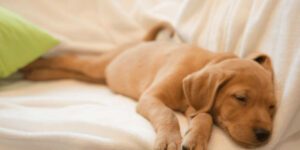 Wie lange dauert es bis ein Welpe nachts durchschläft?