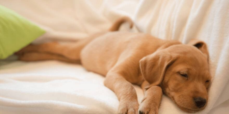 Wie lange dauert es bis ein Welpe nachts durchschläft?