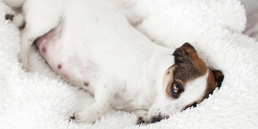 Wie lange ist ein Hund schwanger - Die drei Phasen der Trächtigkeit Wie lange ist ein Hund schwanger - Die drei Phasen der Trächtigkeit