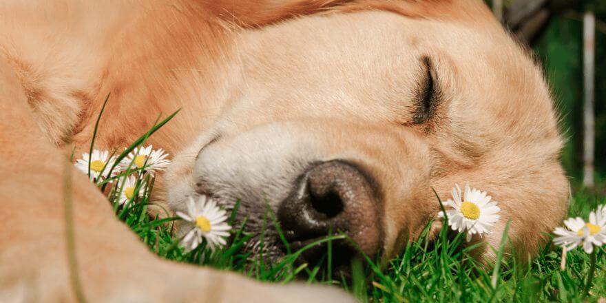 Wie lange schlafen Hunde? So tickt dein Vierbeiner wirklich!