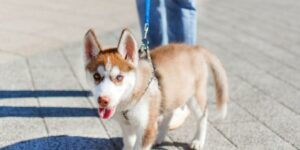 Wie oft muss ein Welpe nachts raus? So klappt's mit dem Schlaf!