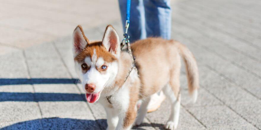 Wie oft muss ein Welpe nachts raus? So klappt's mit dem Schlaf!