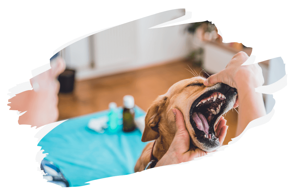 Zahnkrankheiten führen zu Mundgeruch bei Hunden