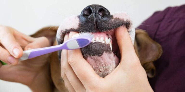 Zahnpasta für Hunde - so bleibt das Gebiss deines Vierbeiners gesund