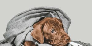 Zwingerhusten beim Hund: Was du wissen musst