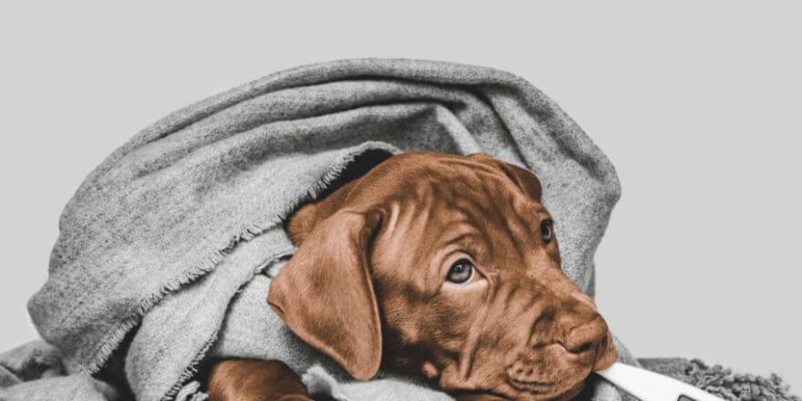 Zwingerhusten beim Hund: Was du wissen musst