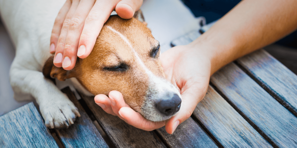 Zwingerhusten beim Hund: Welche Symptome sind typisch